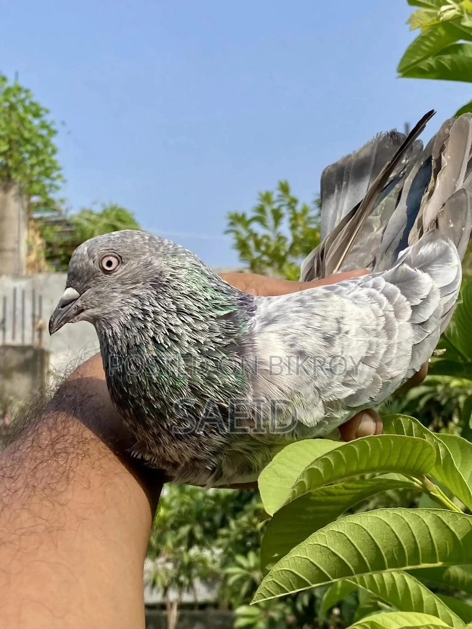 সিলভার রানিং পেয়ার