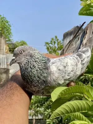 সিলভার রানিং পেয়ার