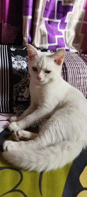 ৩-৬ মাসের স্ত্রী মিক্সড ব্রিড পার্সিয়ান