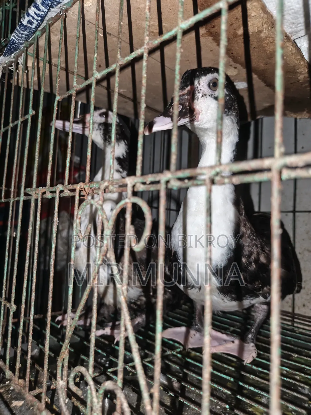 Chinese ducks for sale