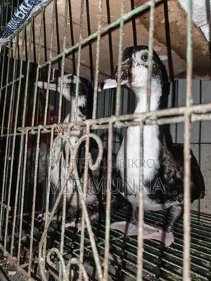 Chinese ducks for sale