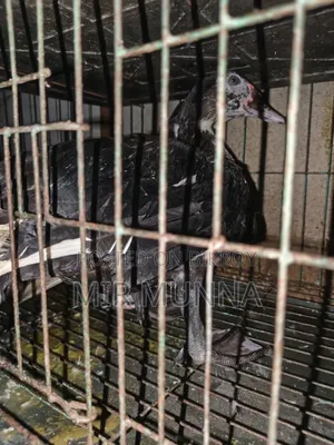 Chinese ducks for sale