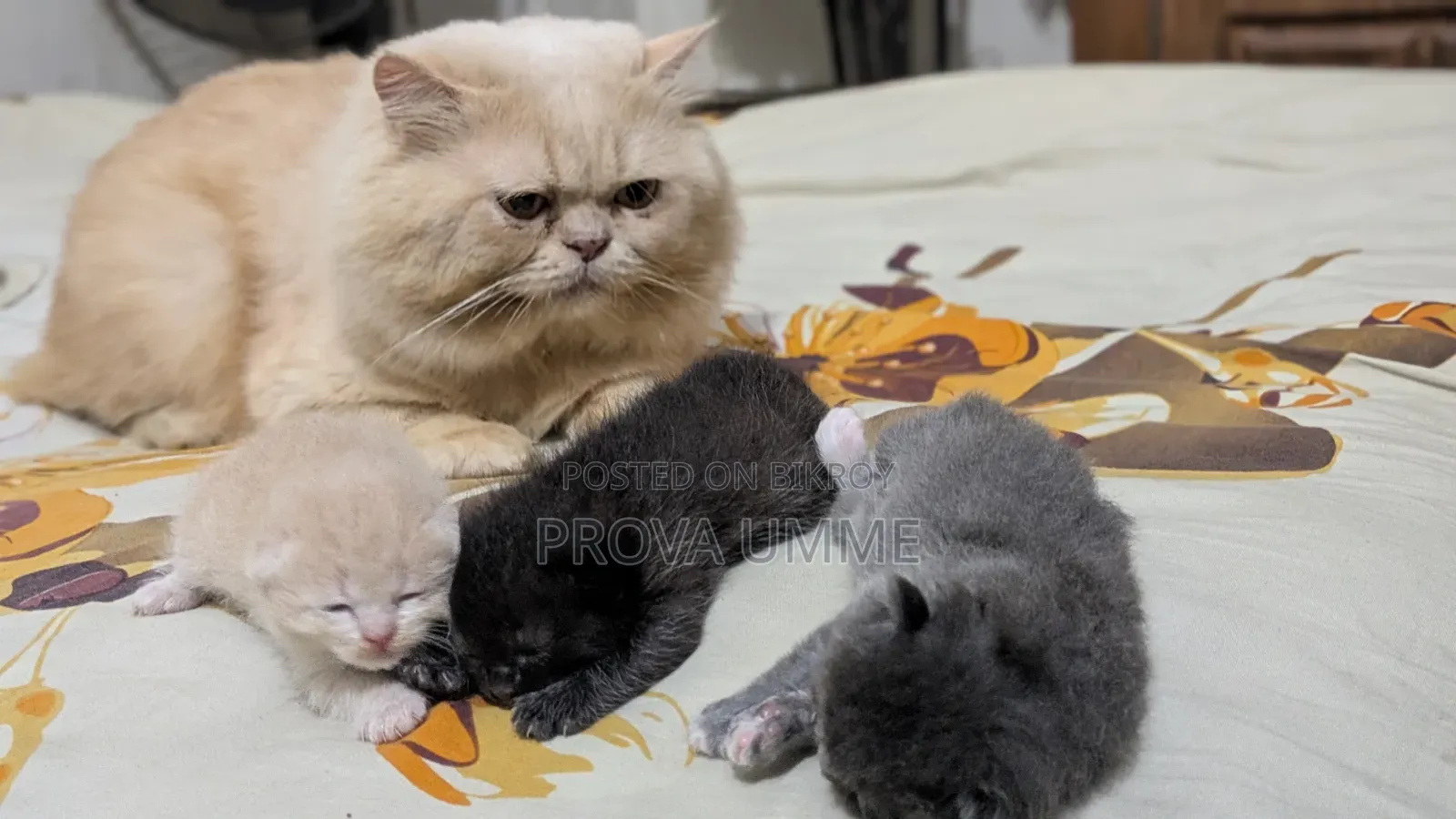 0-1 Month Female Mixed Breed Persian