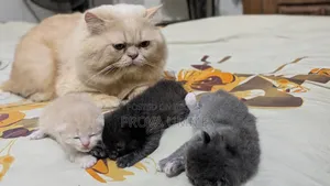 0-1 Month Female Mixed Breed Persian