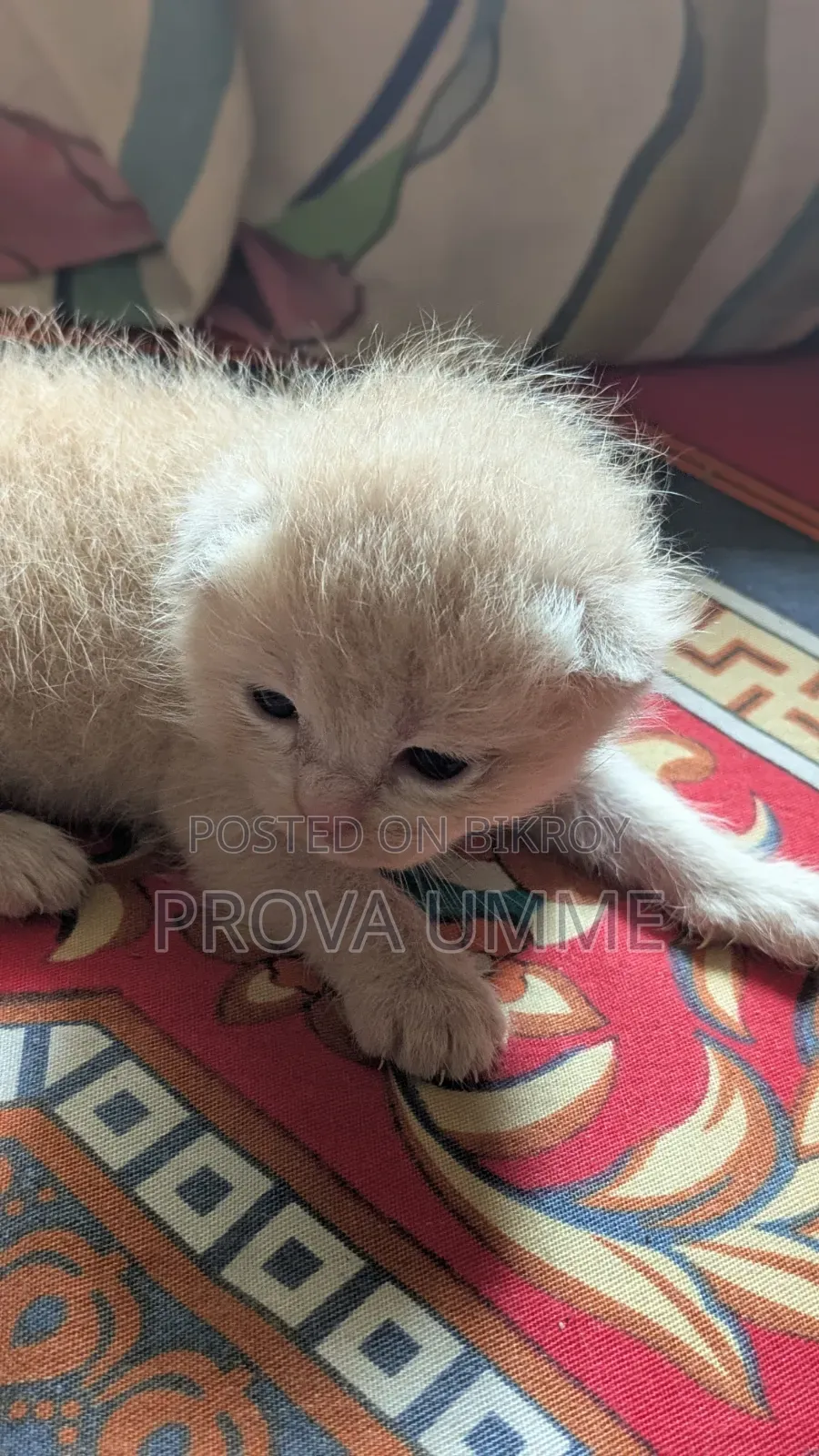 0-1 Month Female Mixed Breed Persian