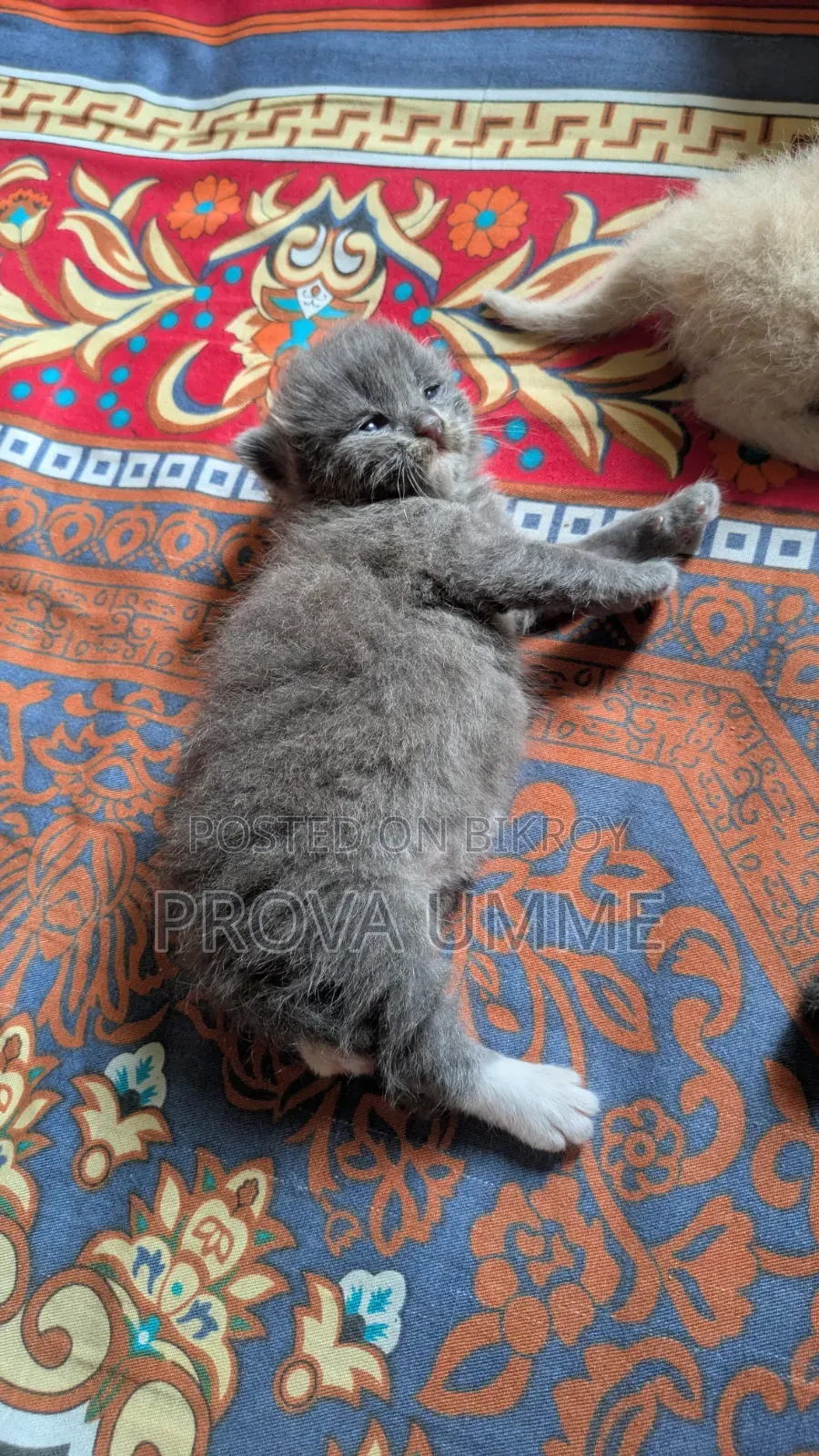 0-1 Month Female Mixed Breed Persian