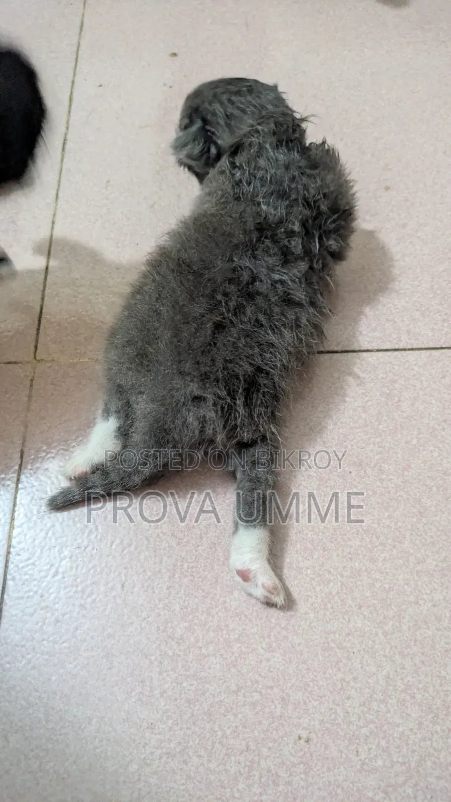 0-1 Month Female Mixed Breed Persian