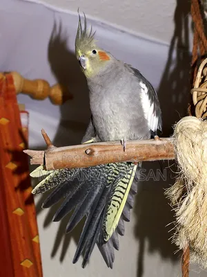 A pair of Cockatiel birds for sale