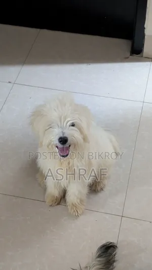 ৩-৬ মাসের পুরুষ খাঁটি লসাসা আপসো