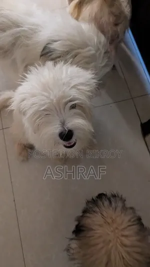 ৩-৬ মাসের পুরুষ খাঁটি লসাসা আপসো