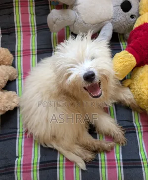 ৩-৬ মাসের পুরুষ খাঁটি লসাসা আপসো