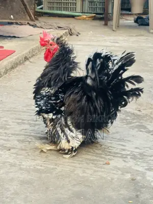 ১টা কোচিন মুরুগ ও ১টা ফ্রিযেল মুরুগ