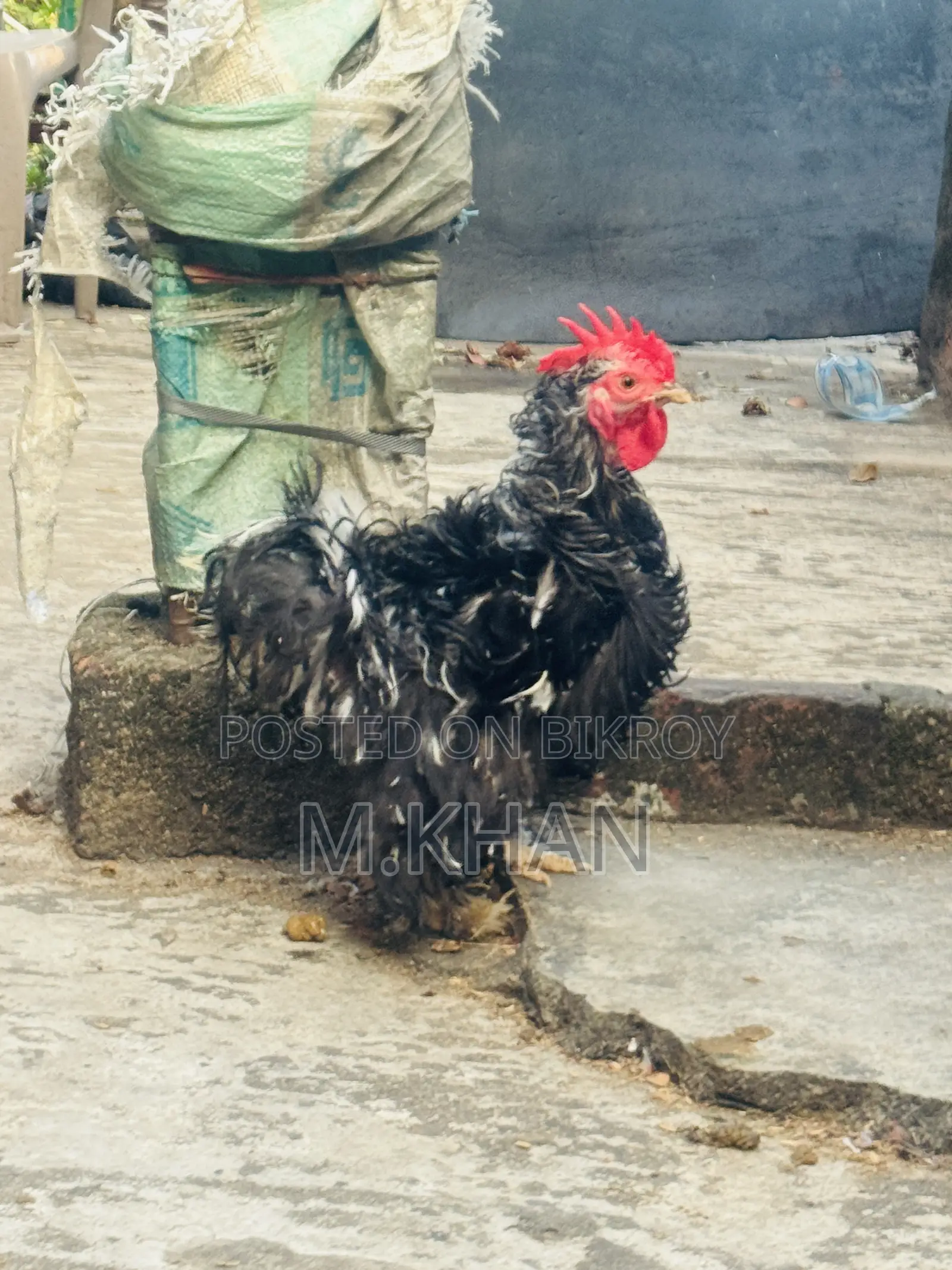 ১টা কোচিন মুরুগ ও ১টা ফ্রিযেল মুরুগ