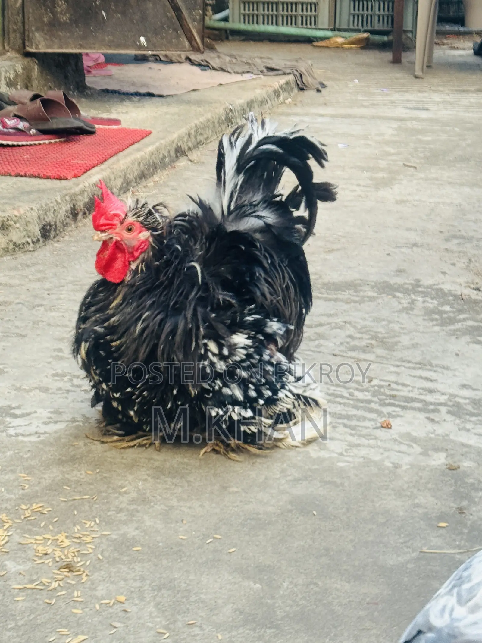 ১টা কোচিন মুরুগ ও ১টা ফ্রিযেল মুরুগ