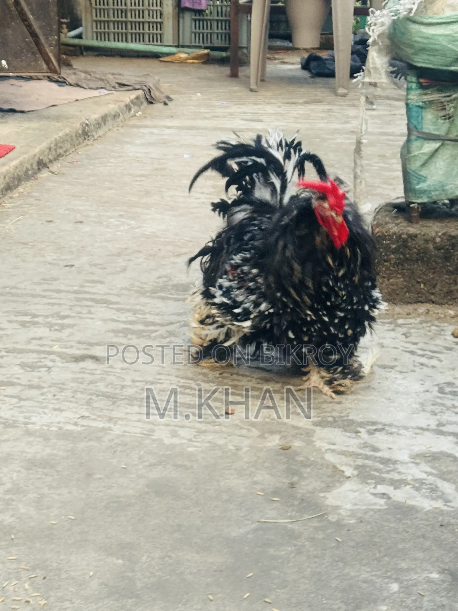১টা কোচিন মুরুগ ও ১টা ফ্রিযেল মুরুগ