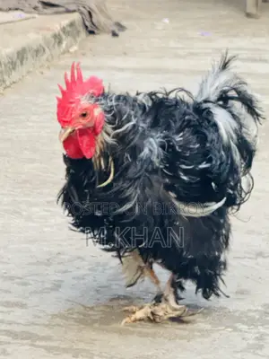 ১টা কোচিন মুরুগ ও ১টা ফ্রিযেল মুরুগ