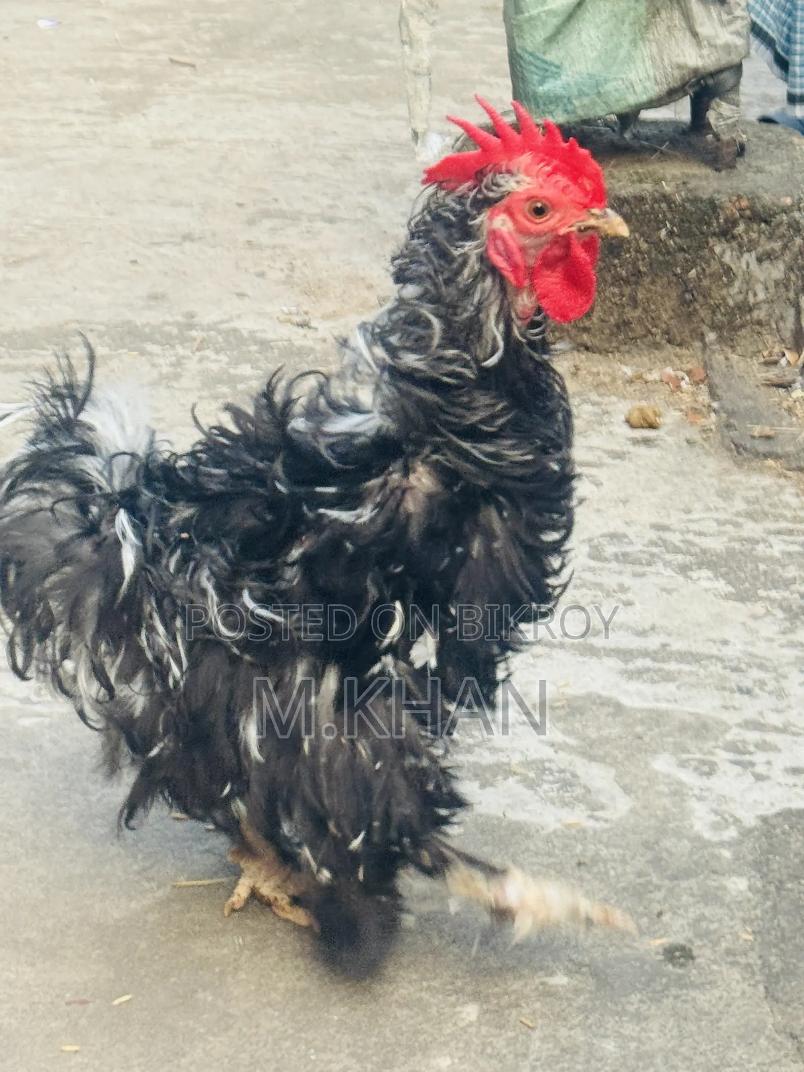 ১টা কোচিন মুরুগ ও ১টা ফ্রিযেল মুরুগ