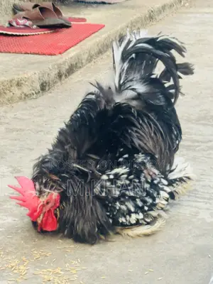১টা কোচিন মুরুগ ও ১টা ফ্রিযেল মুরুগ