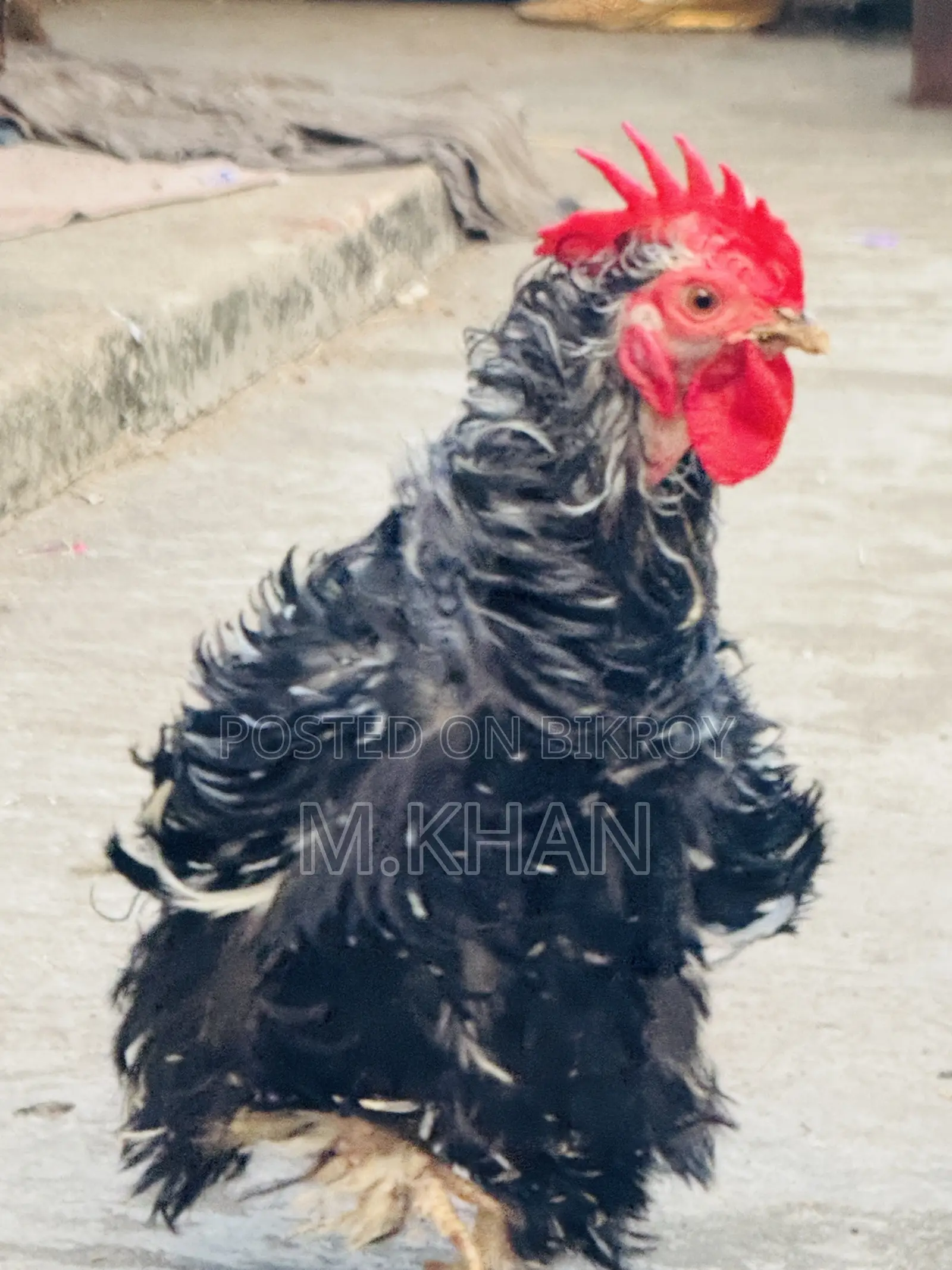 ১টা কোচিন মুরুগ ও ১টা ফ্রিযেল মুরুগ