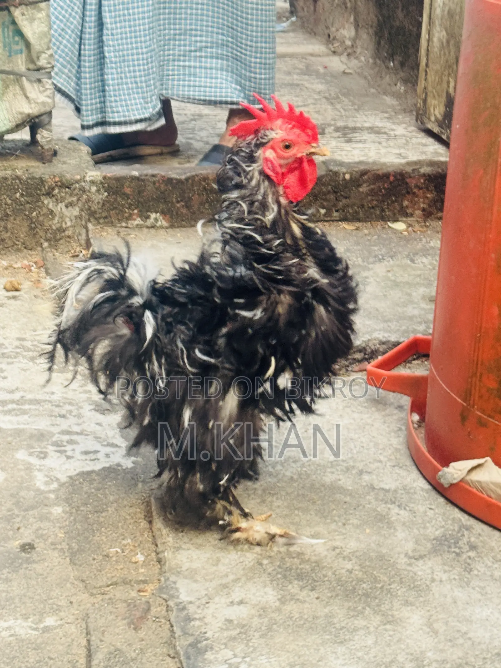 ১টা কোচিন মুরুগ ও ১টা ফ্রিযেল মুরুগ