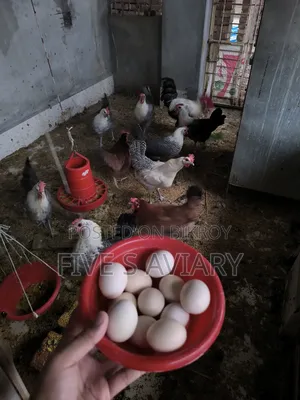 ফাওমি মুরগি রানিং