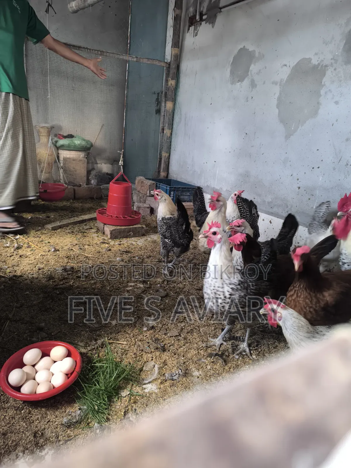 ফাওমি মুরগি রানিং