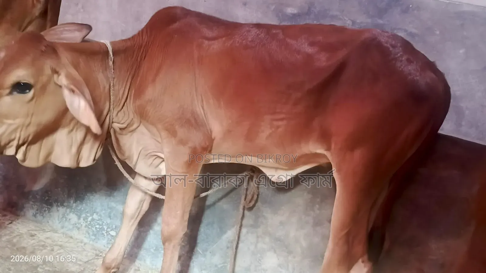 উন্নত জাতের ৬ টি শাহীওয়াল ক্রস বকনা গরু বিক্রি হবে