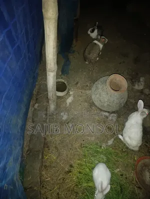খরগোশ বিক্সি