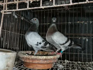 Racer Breeding Pair