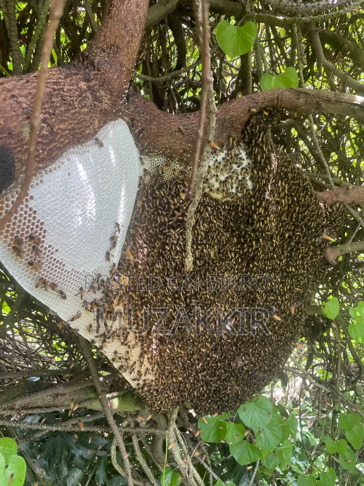 Village Honey