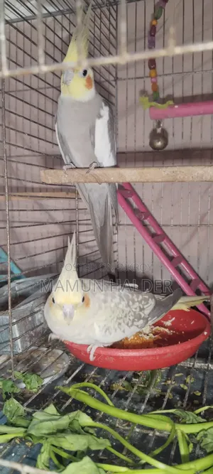 Cockatiel Bird 2 Pairs