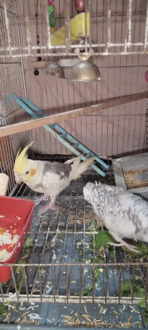 Cockatiel Bird 2 Pairs