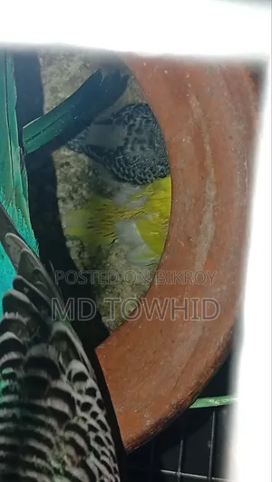 বাজরিকার পাখি