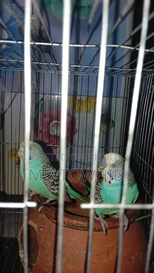 বাজরিকার পাখি
