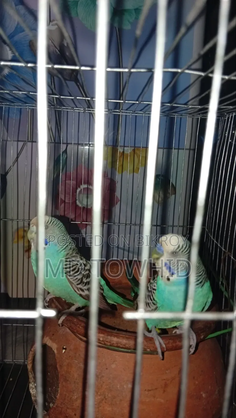 বাজরিকার পাখি