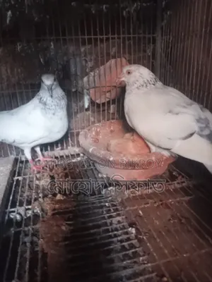 Chira Pigeons with Babies for Sale