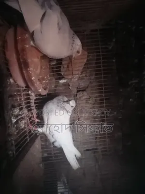 Chira Pigeons with Babies for Sale