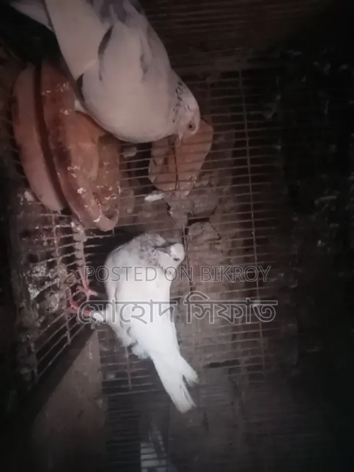 Chira Pigeons with Babies for Sale