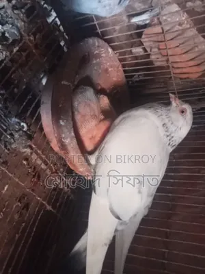 Chira Pigeons with Babies for Sale