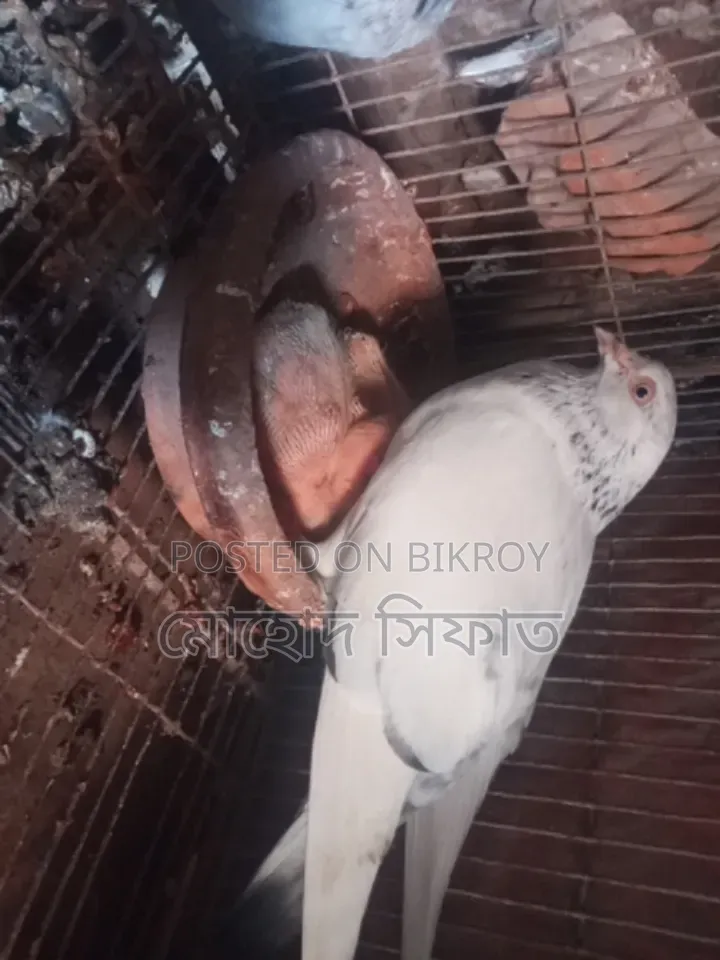 Chira Pigeons with Babies for Sale