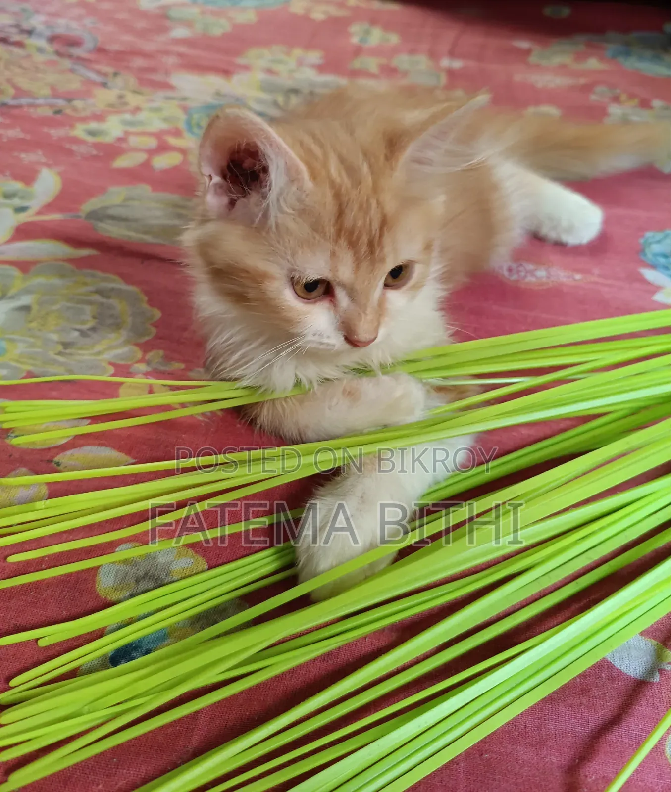 1-3 months Male Purebred Persian