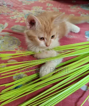 1-3 months Male Purebred Persian