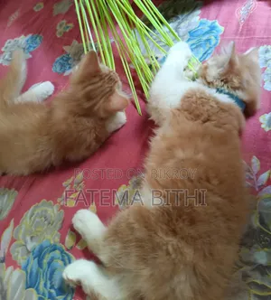 1-3 months Male Purebred Persian
