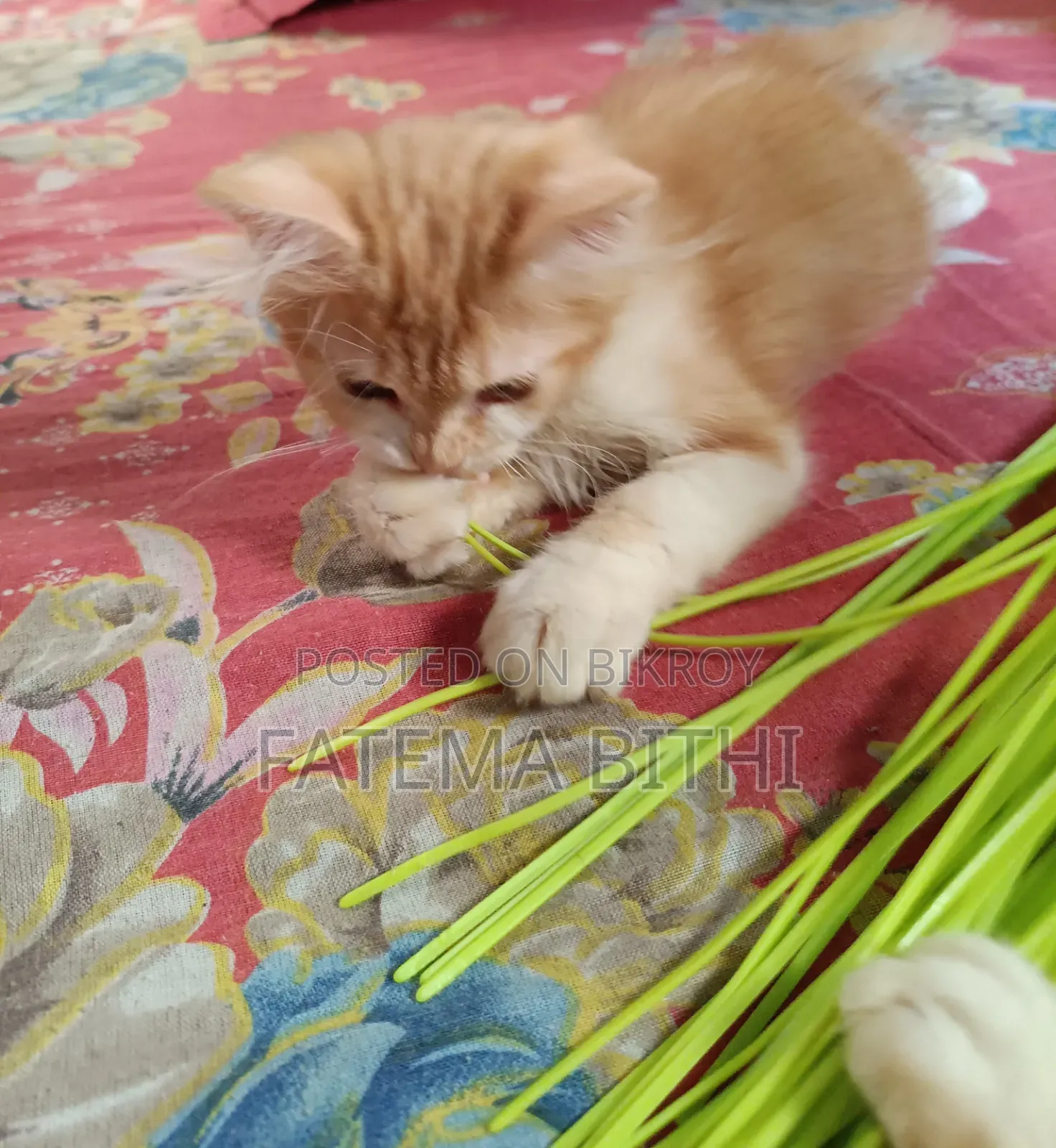 1-3 months Male Purebred Persian