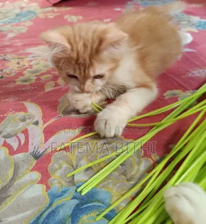 1-3 months Male Purebred Persian