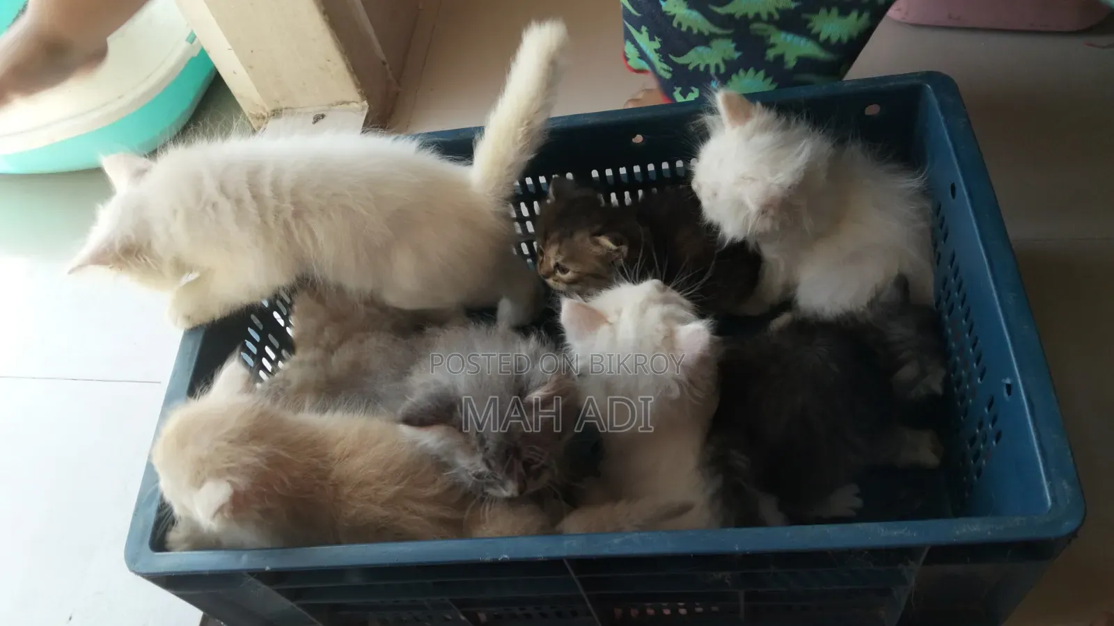 1-3 months Female Purebred Persian