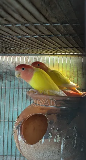 Lovebird Pair