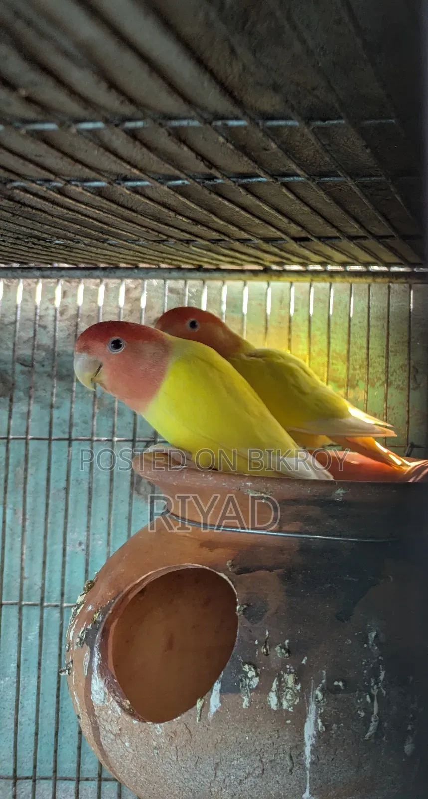 Lovebird Pair