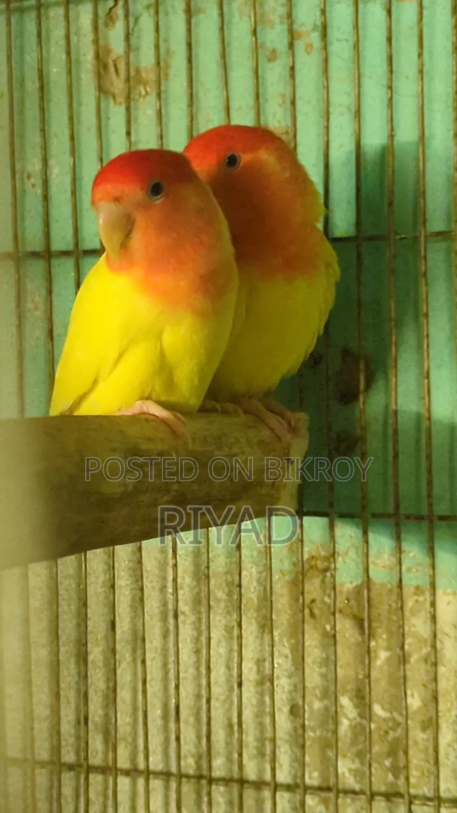 Lovebird Pair