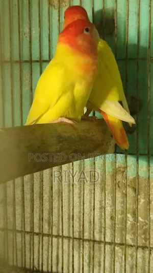Lovebird Pair